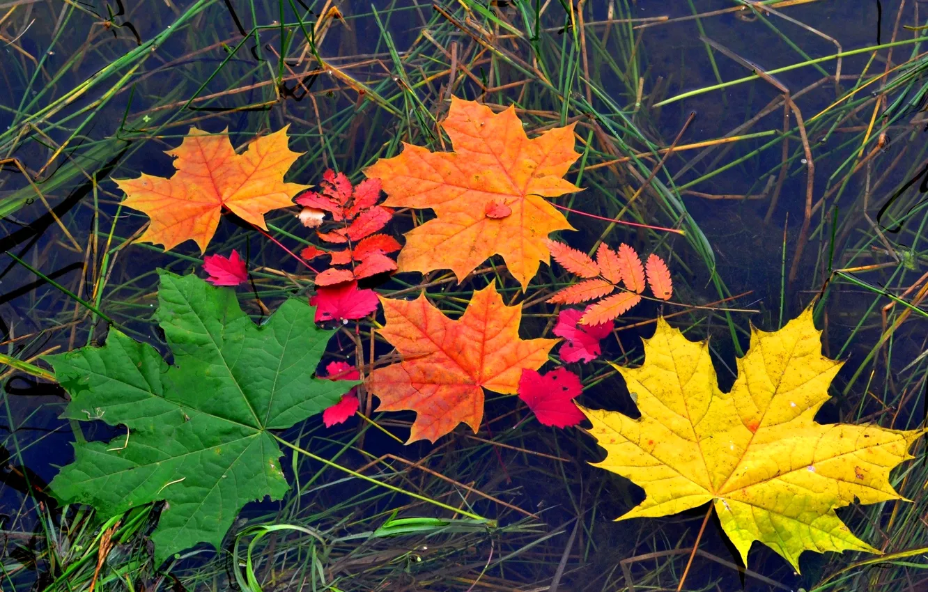 Photo wallpaper autumn, leaves, water, color, maple