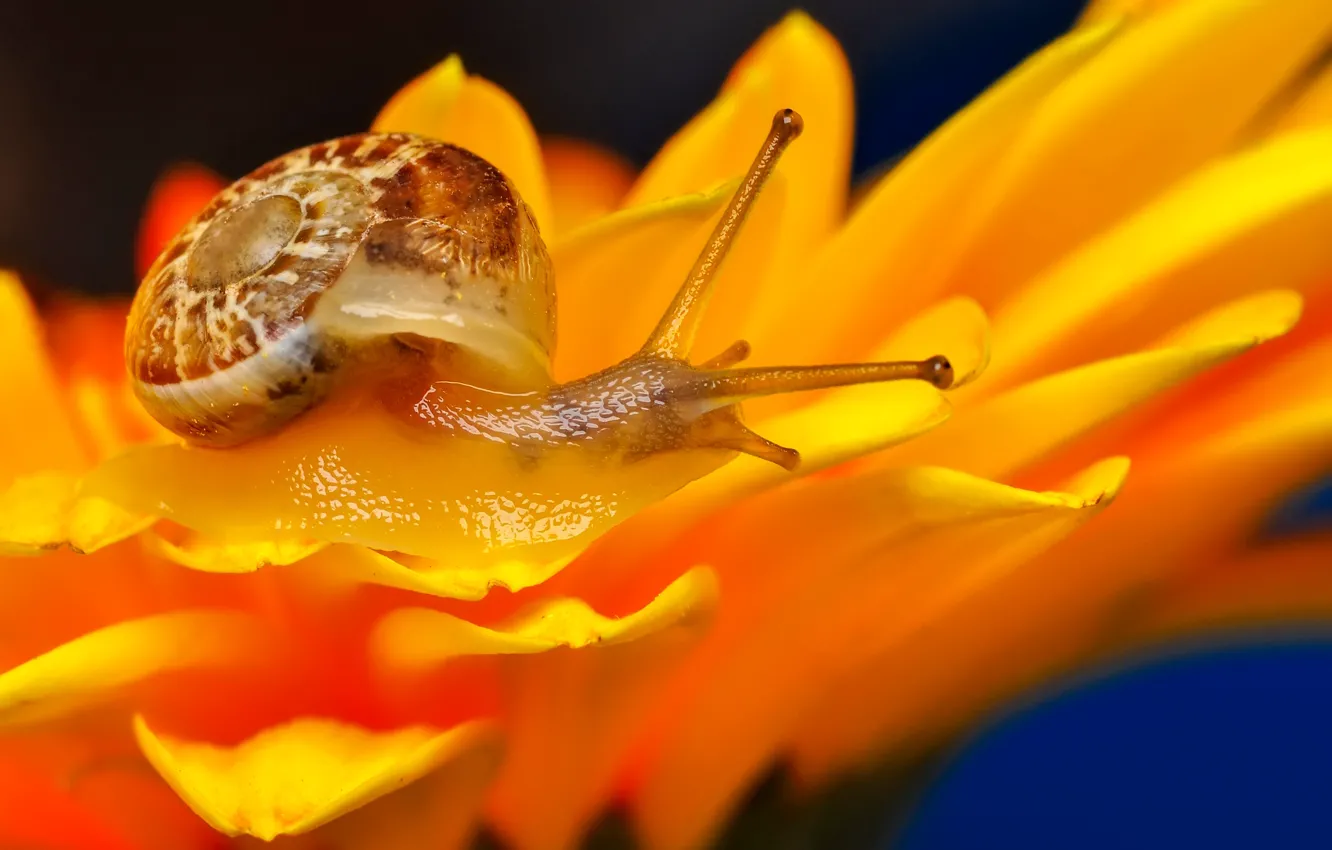 Photo wallpaper macro, snail, bokeh, shellfish