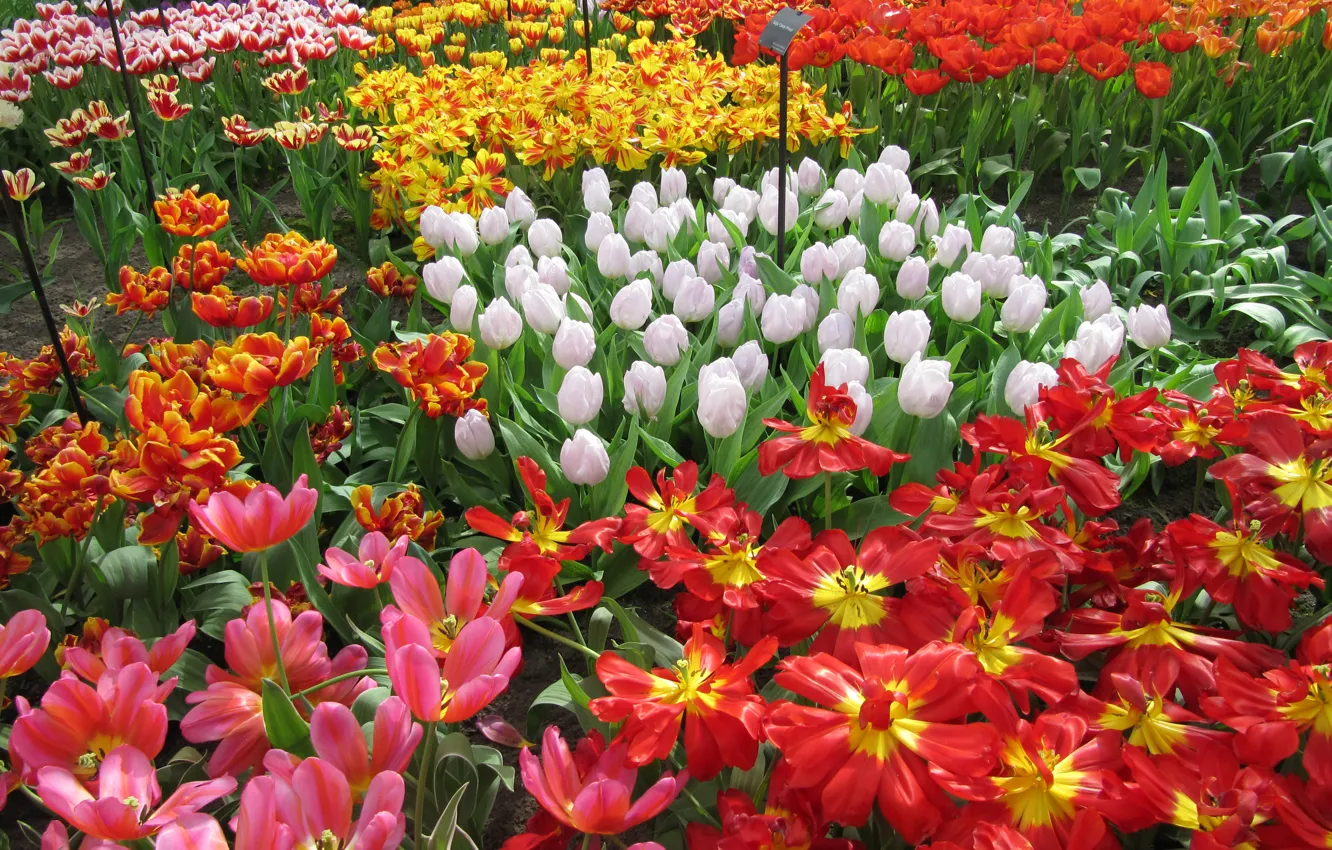 Photo wallpaper flowers, garden, tulips, Netherlands, colorful, Keukenhof, Lisse