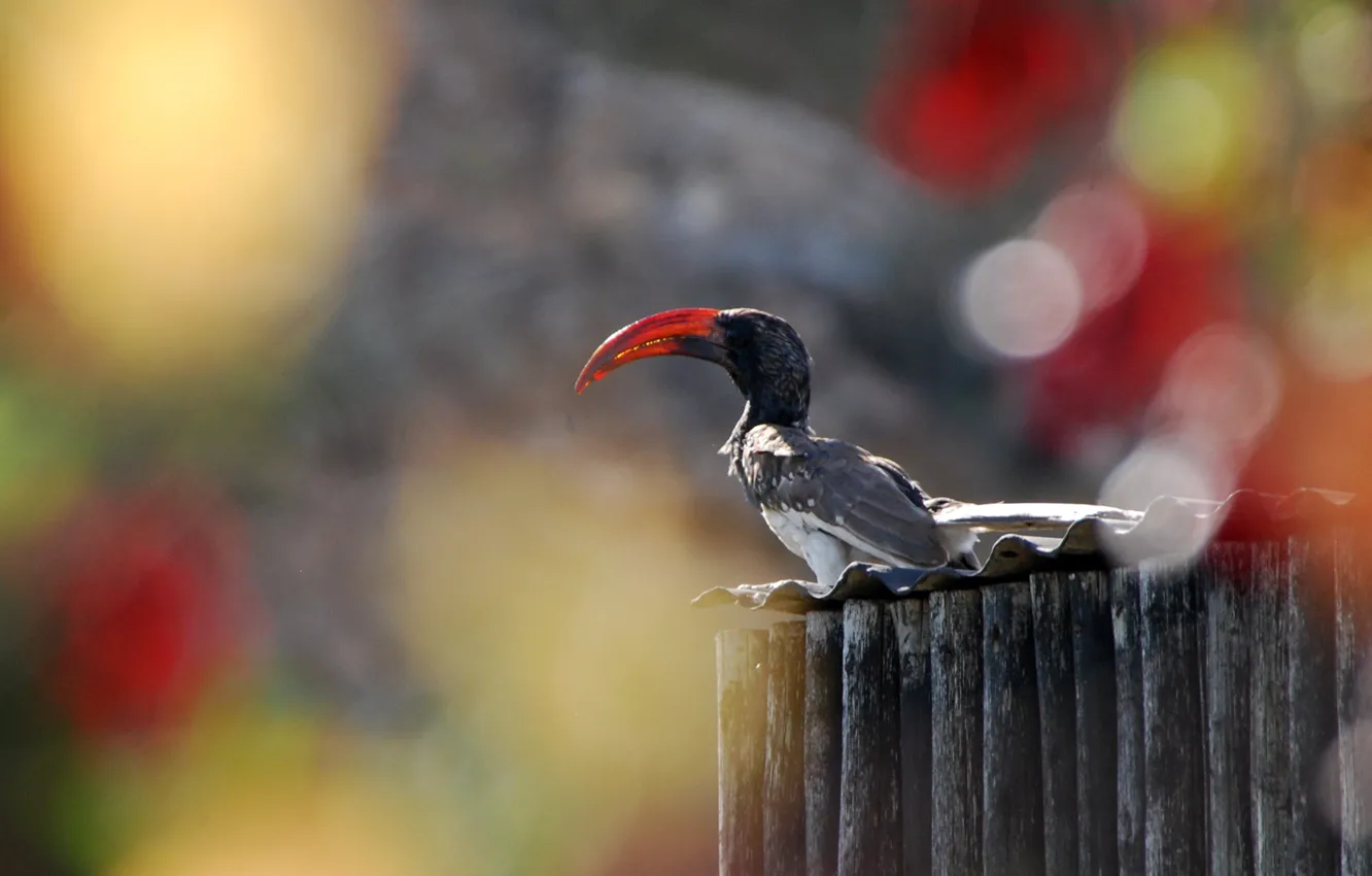 Photo wallpaper Park, Namibia, Africa, Bird, Bill, Hornbill