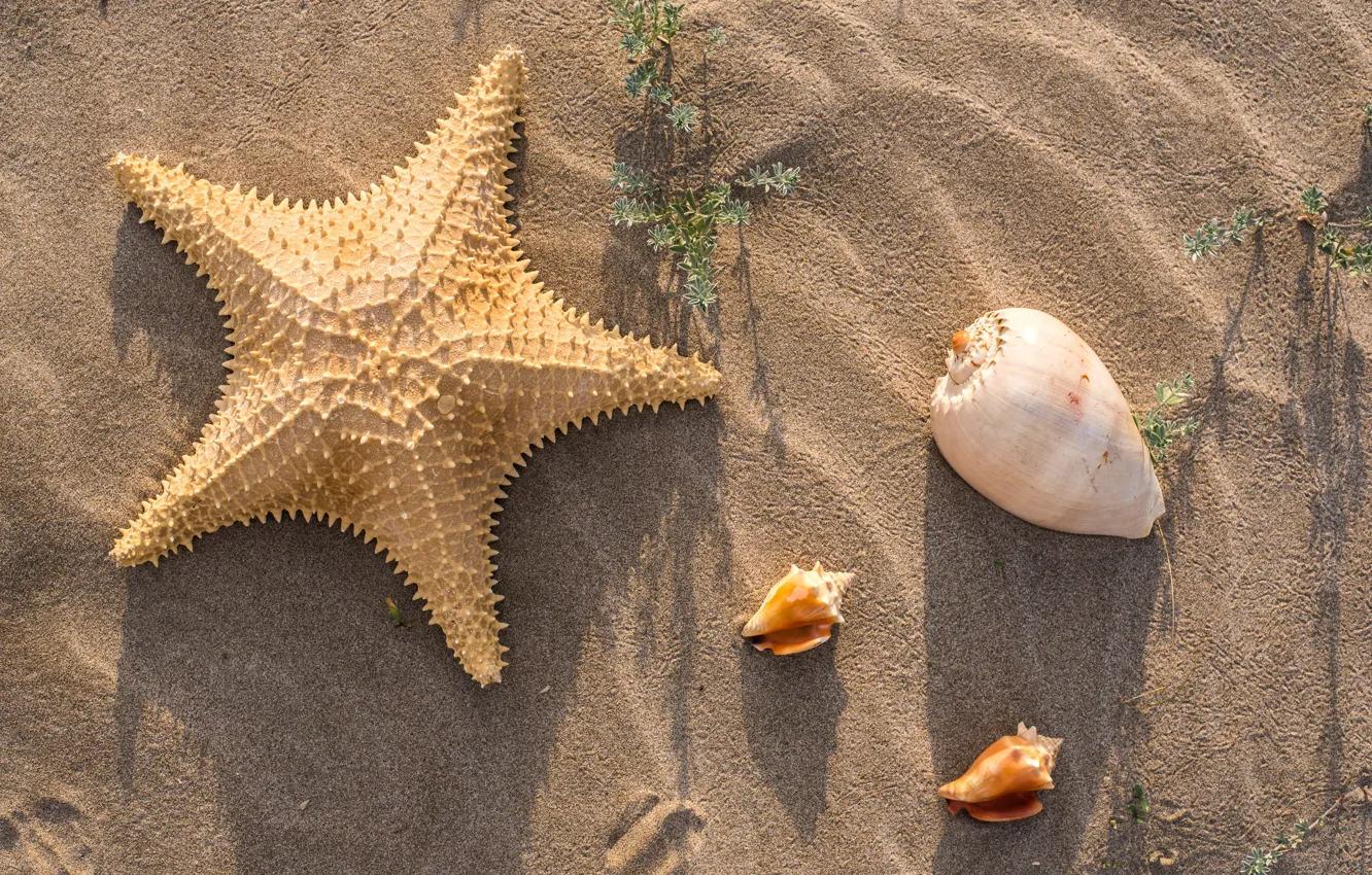 Photo wallpaper sand, beach, summer, shell, summer, beach, sea, sand