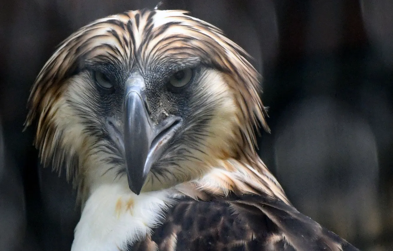 Photo wallpaper bird, forests, Philippine Eagle, monkey-eating eagle