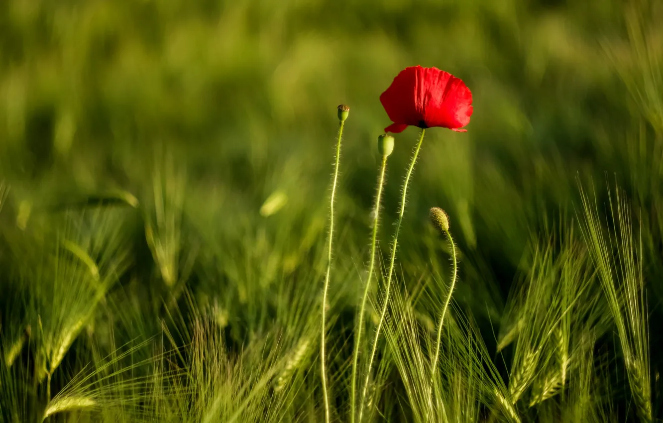 Photo wallpaper wheat, field, flowers, Red poppy