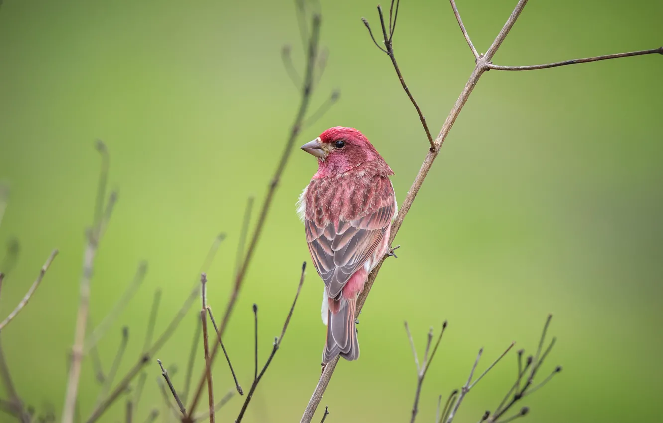 Photo wallpaper branches, background, small, bird