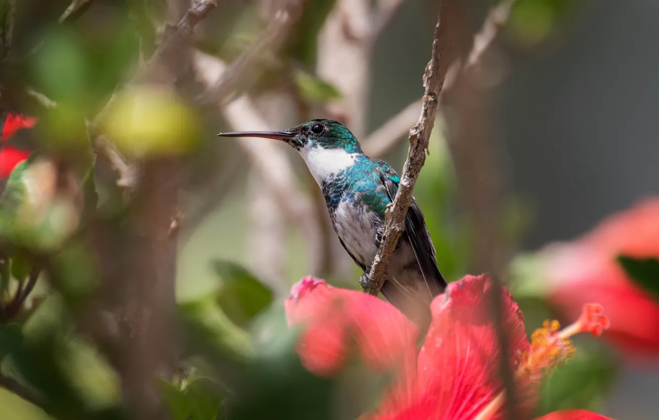Photo wallpaper flowers, branches, bird, Hummingbird, bokeh, hibiscus