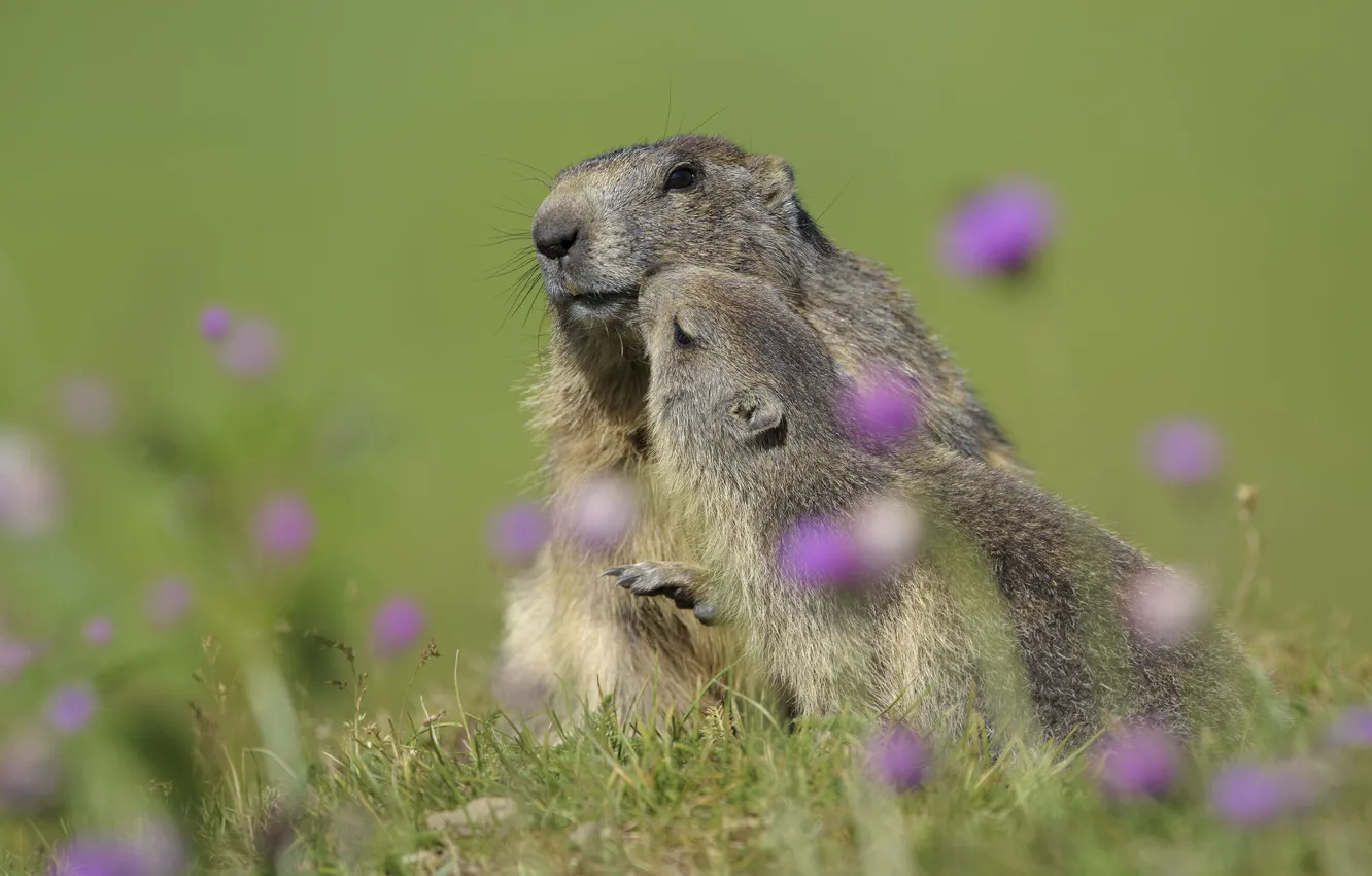 Photo wallpaper grass, flowers, pose, glade, marmot, two Groundhog