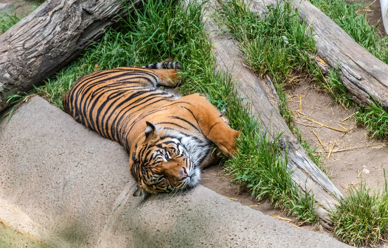 Photo wallpaper tiger, predator, lies, resting, on the grass