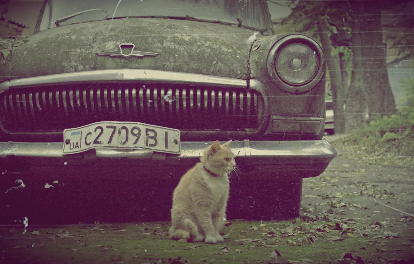 Photo wallpaper cat, retro, vintage, Volga