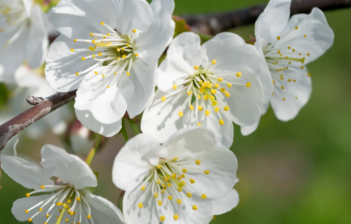 Photo wallpaper flowers, branches, cherry, spring