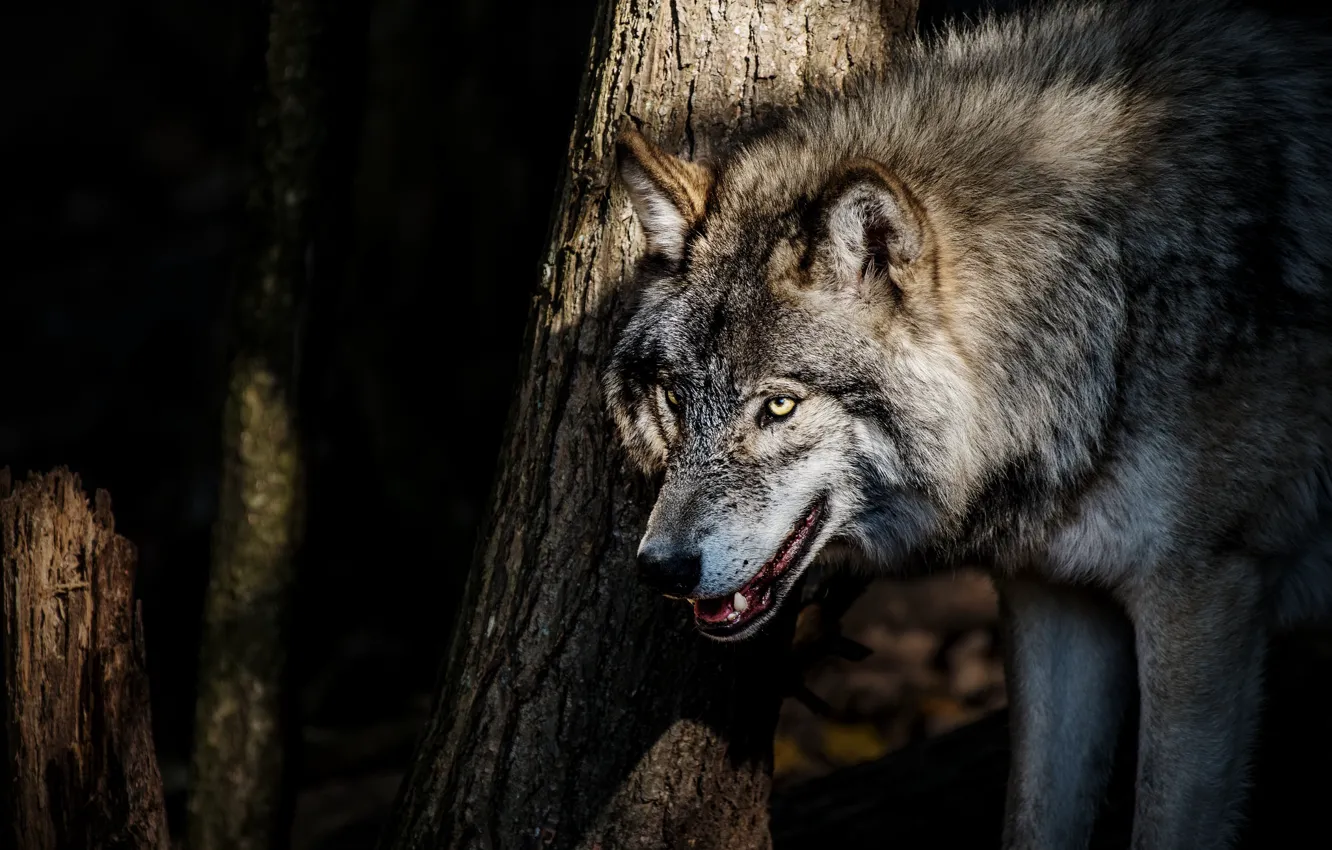 Photo wallpaper trees, nature, grey, wolf, predator