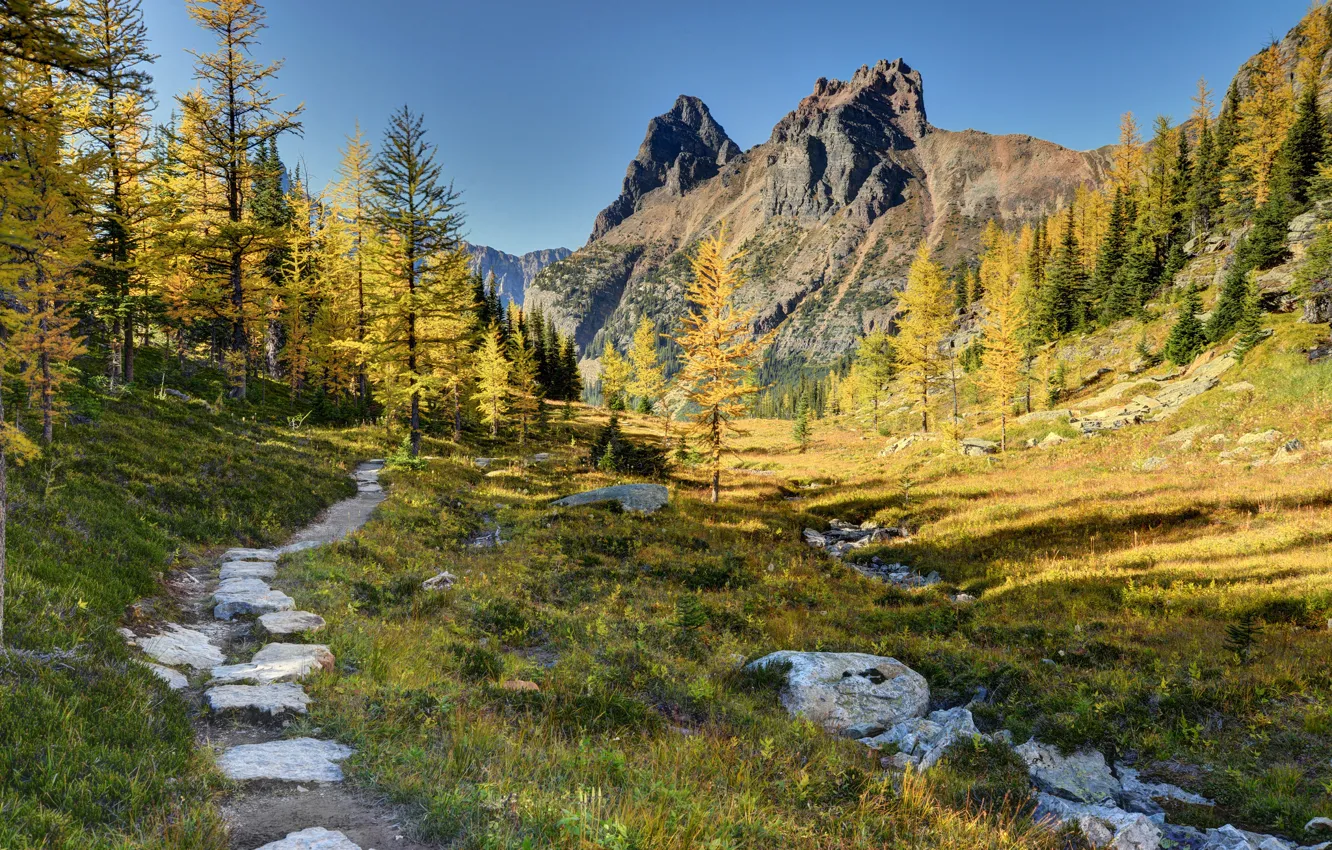 Photo wallpaper forest, trees, mountains, Canada, Canada, path, Yoho National Park