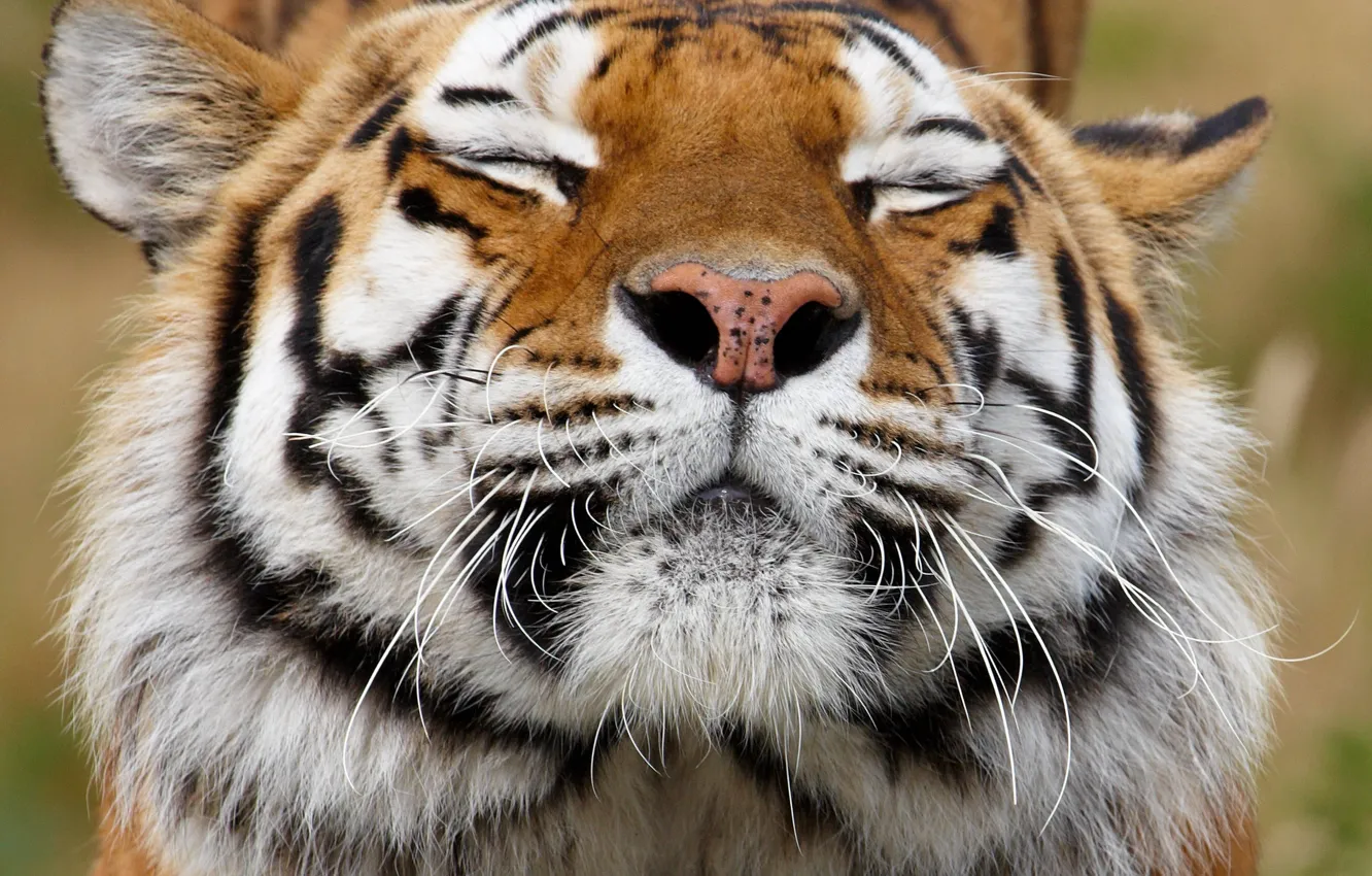 Photo wallpaper mustache, face, tiger, animal, predator, color