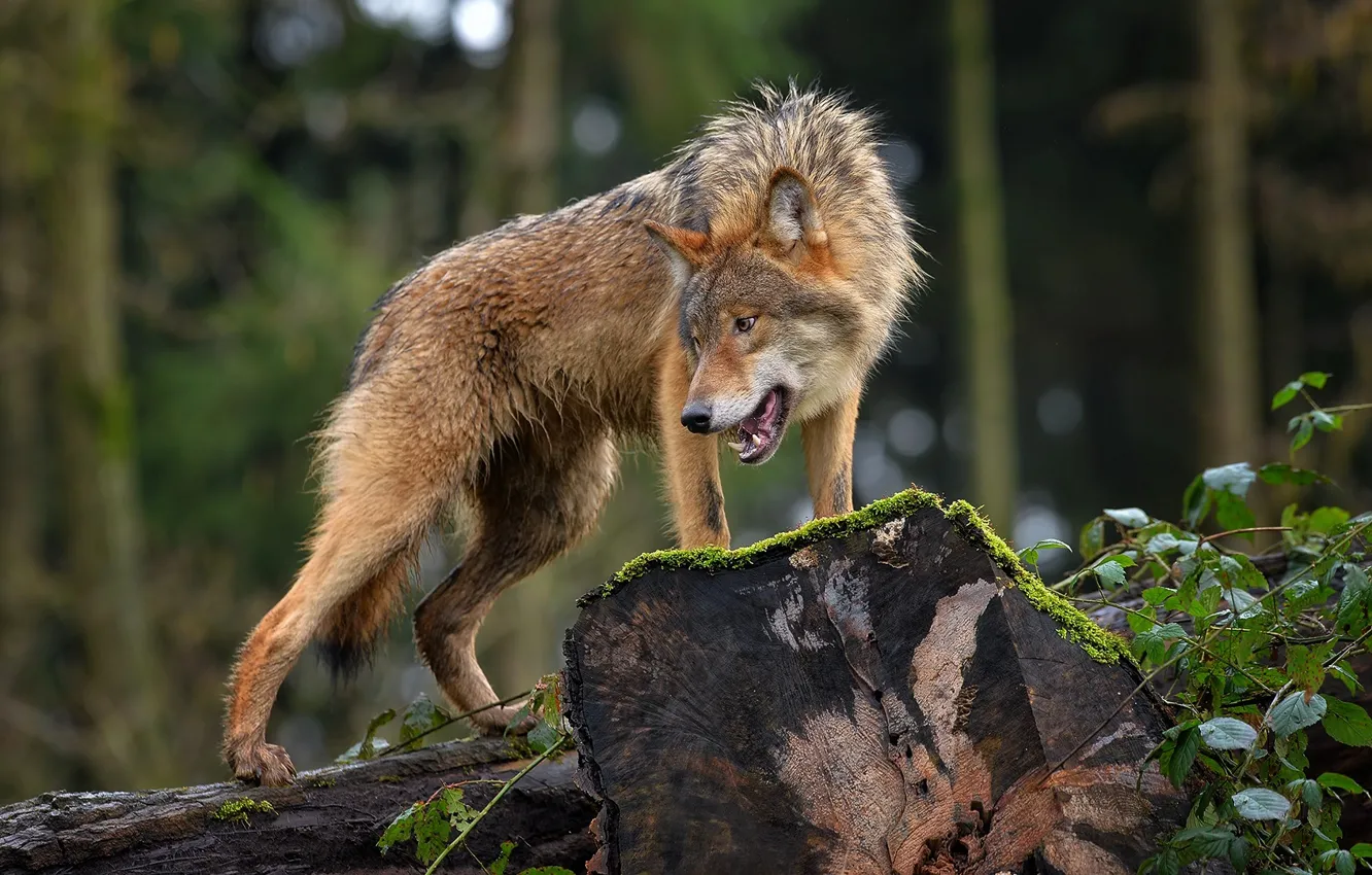 Photo wallpaper forest, nature, animal, wolf, predator, log