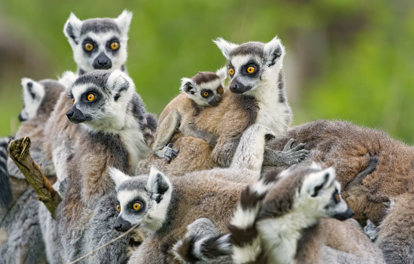 Photo wallpaper lemurs, cub, family