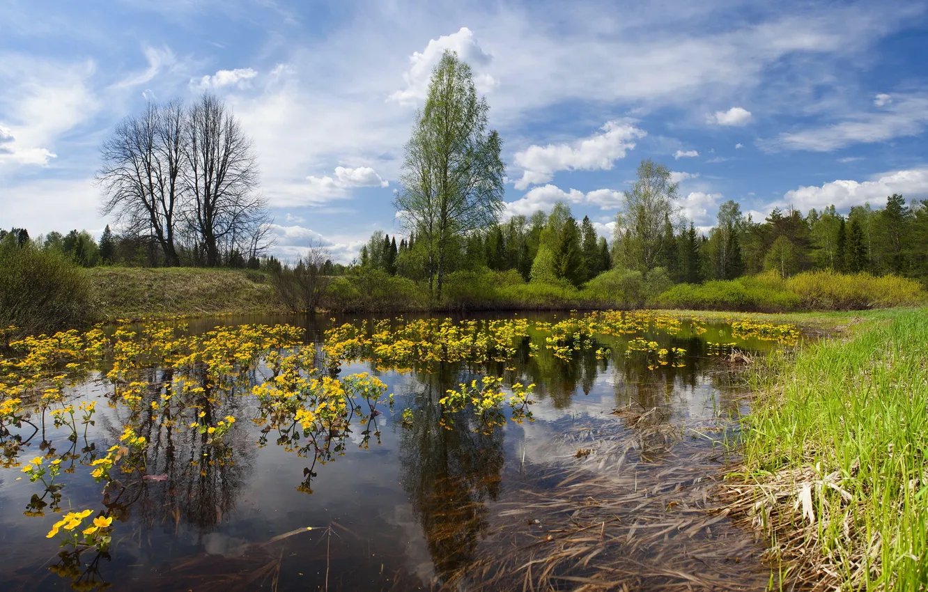 Photo wallpaper summer, the sky, trees, river