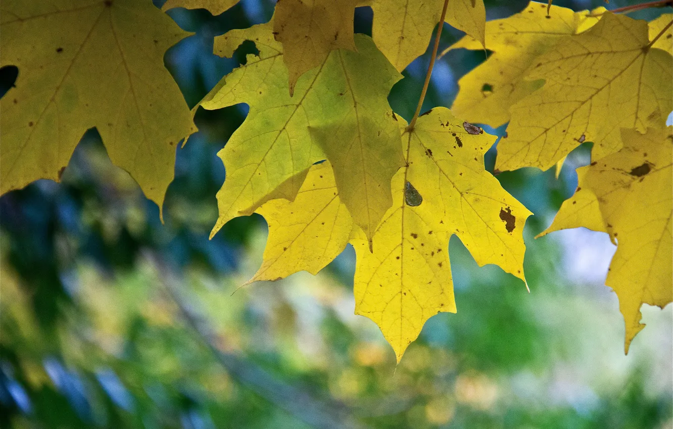 Photo wallpaper autumn, leaves, nature, maple