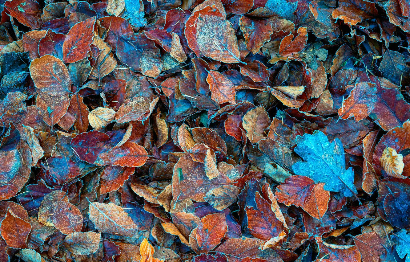 Photo wallpaper ice, winter, frost, forest, macro, foliage, Dry