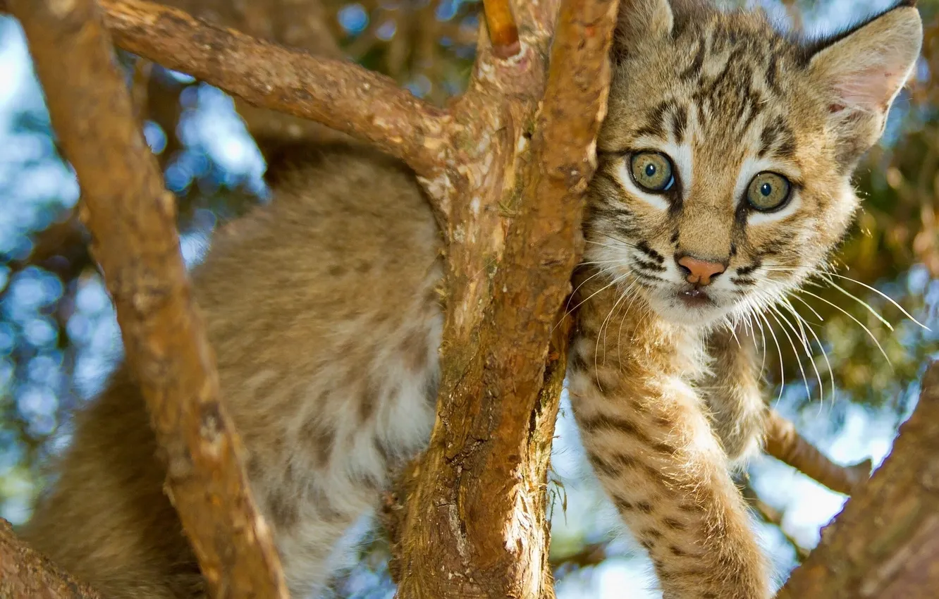 Photo wallpaper trees, cub, lynx, a small lynx