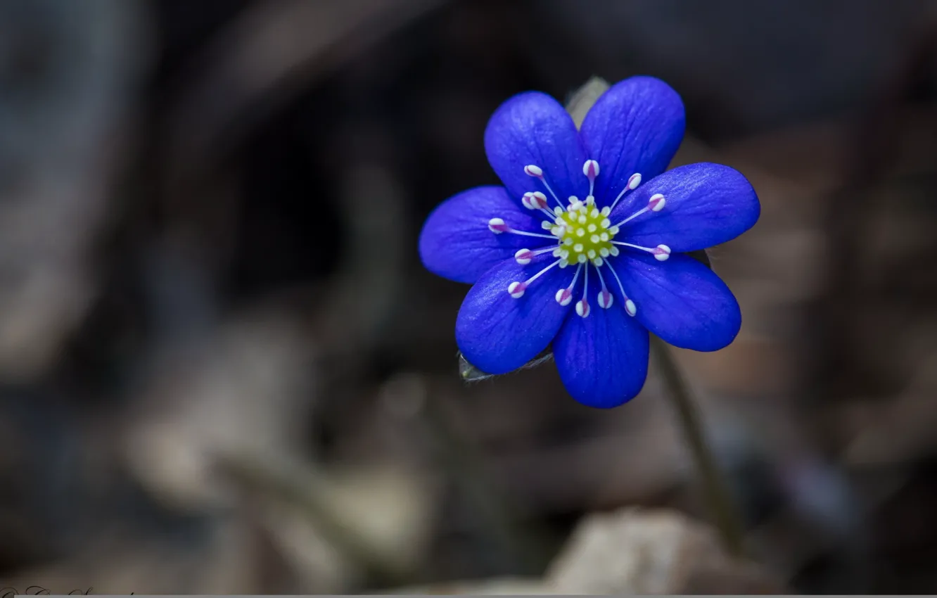 Photo wallpaper flower, macro, blue, bokeh