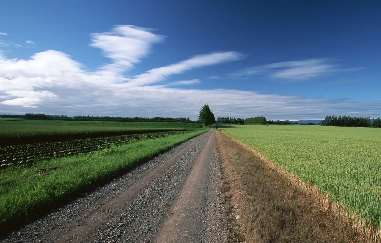 Photo wallpaper field, clouds, trees, Road