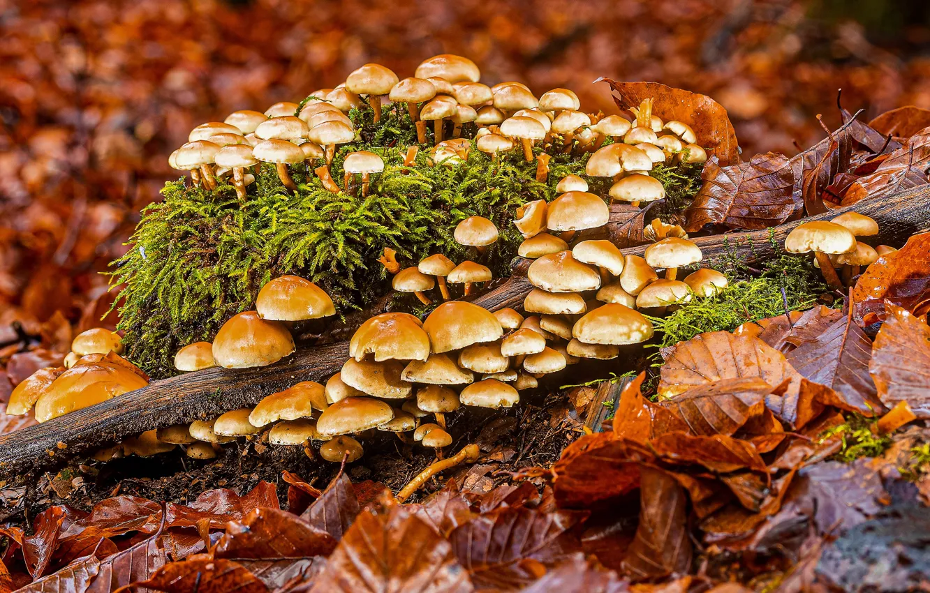 Photo wallpaper autumn, forest, foliage, mushrooms, moss, log, a lot, family