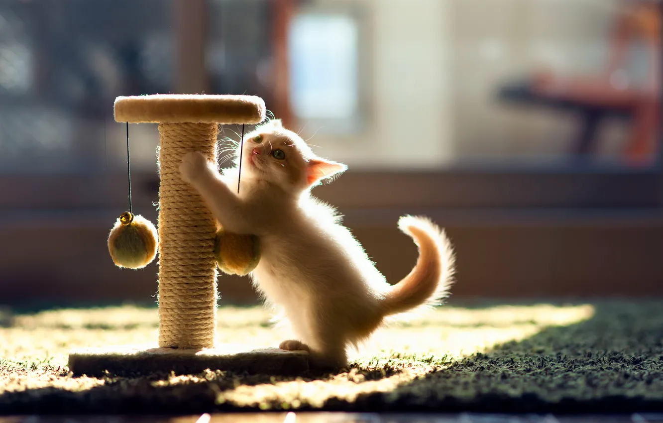 Photo wallpaper cat, kitty, the game, © Ben Torode, Hannah