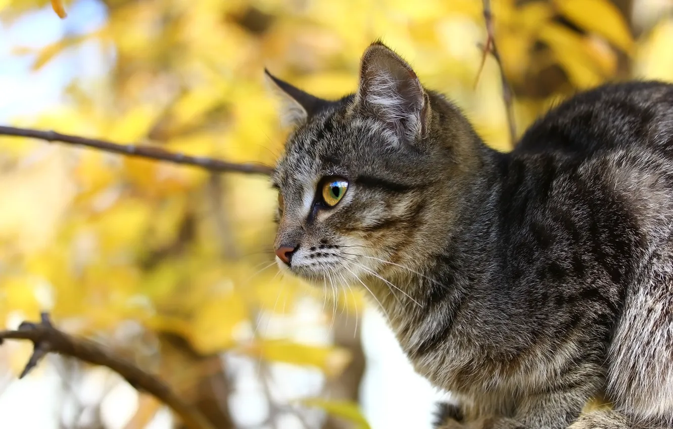 Photo wallpaper autumn, cat, look, branches, background