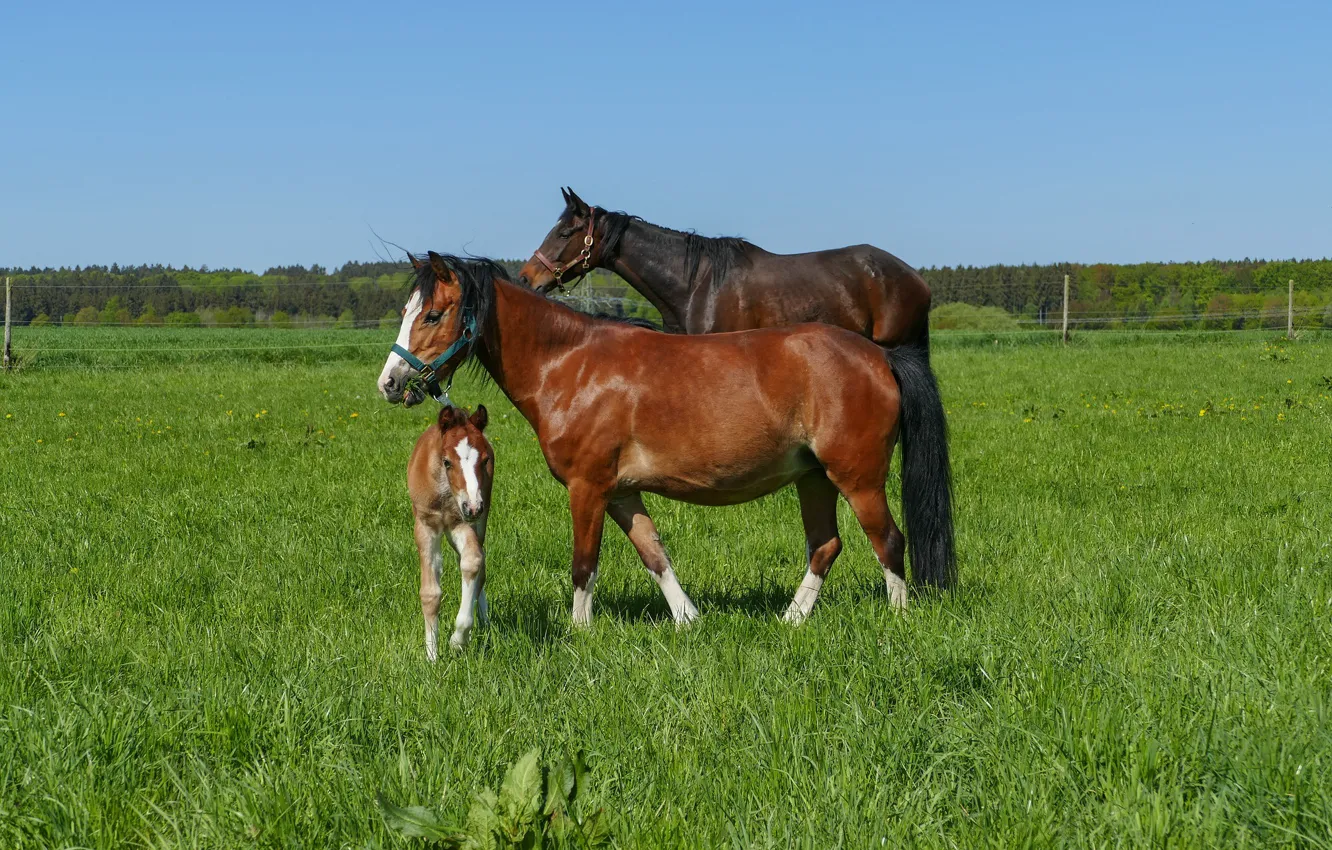 Photo wallpaper nature, horse, family, meadow