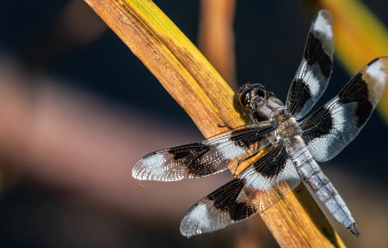 Photo wallpaper macro, dragonfly, stem, insect, striped