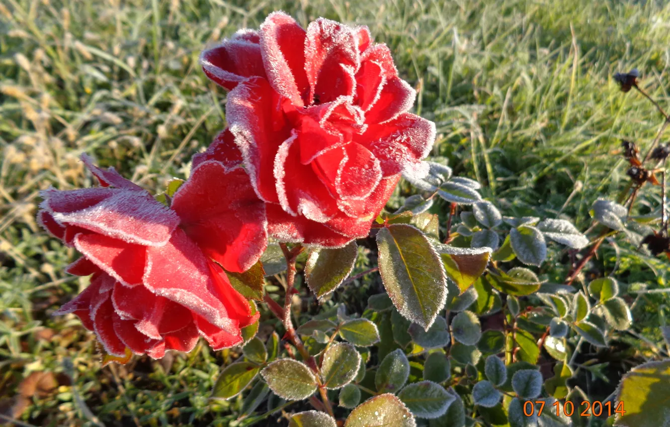 Photo wallpaper frost, autumn, roses, beauty