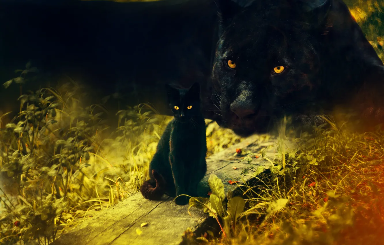 Photo wallpaper cat, grass, cat, face, nature, pose, rendering, each