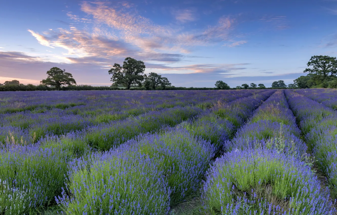 Photo wallpaper field, summer, lavender