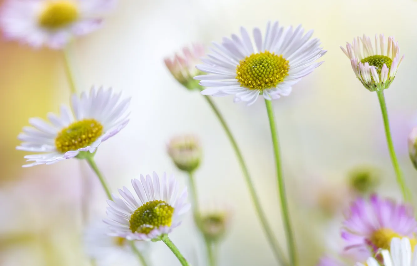 Photo wallpaper summer, chamomile, bokeh, Daisy