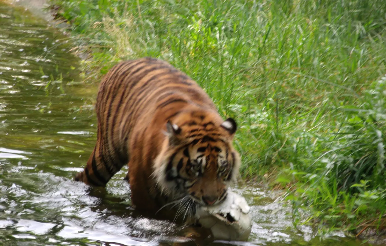 Photo wallpaper Germany, tiger, zoo, Augsburg