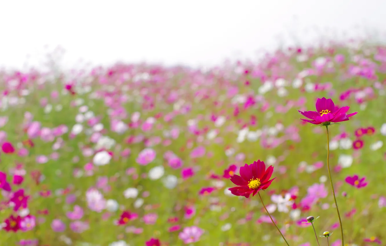 Photo wallpaper field, summer, flowers, glade, petals, pink, bright, field