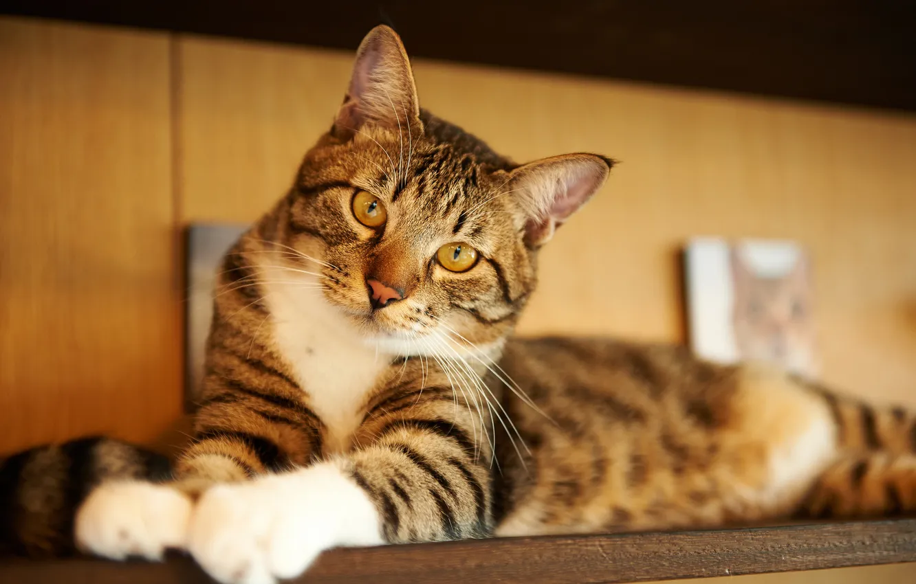 Photo wallpaper cat, house, shelf, Kote, lying
