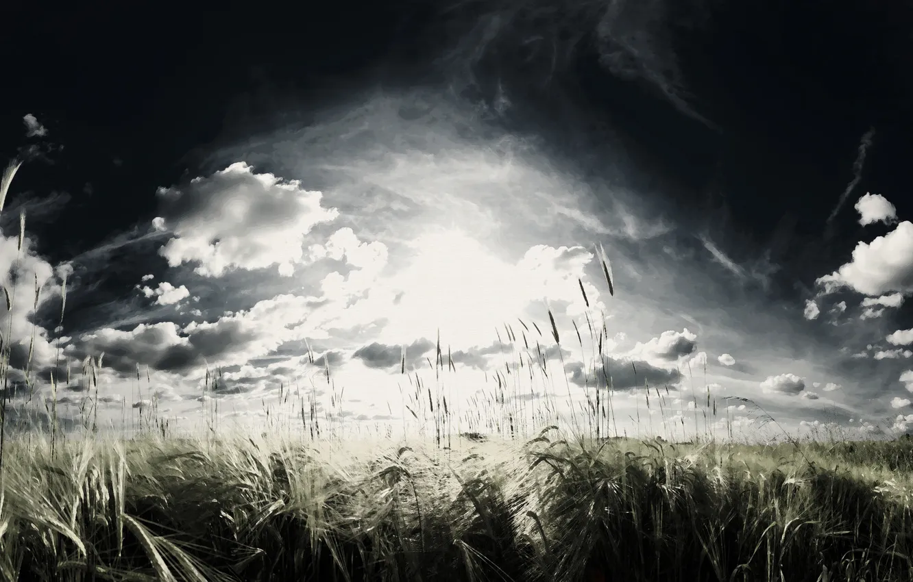 Photo wallpaper wheat, field, the sky, clouds, cereals