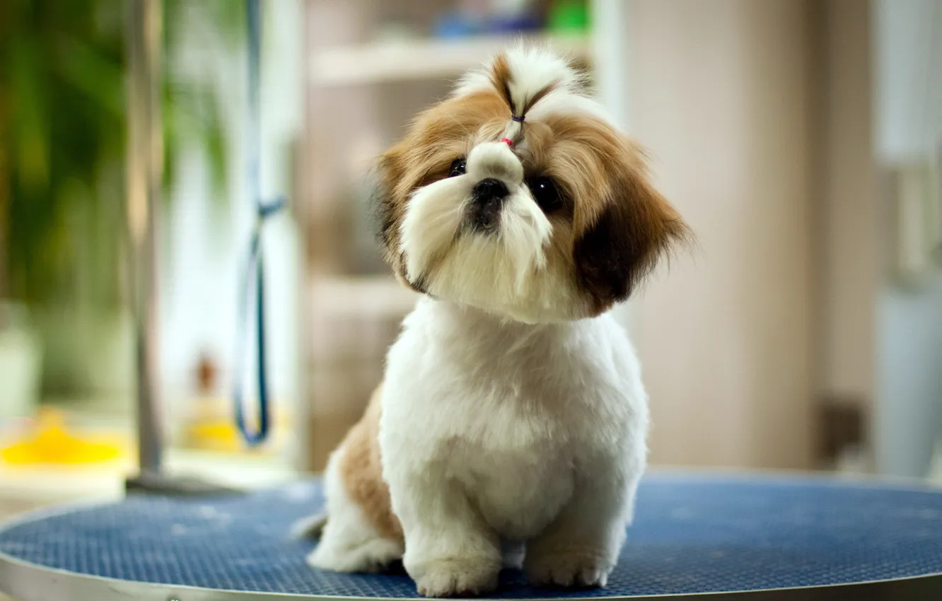 Photo wallpaper look, background, dog