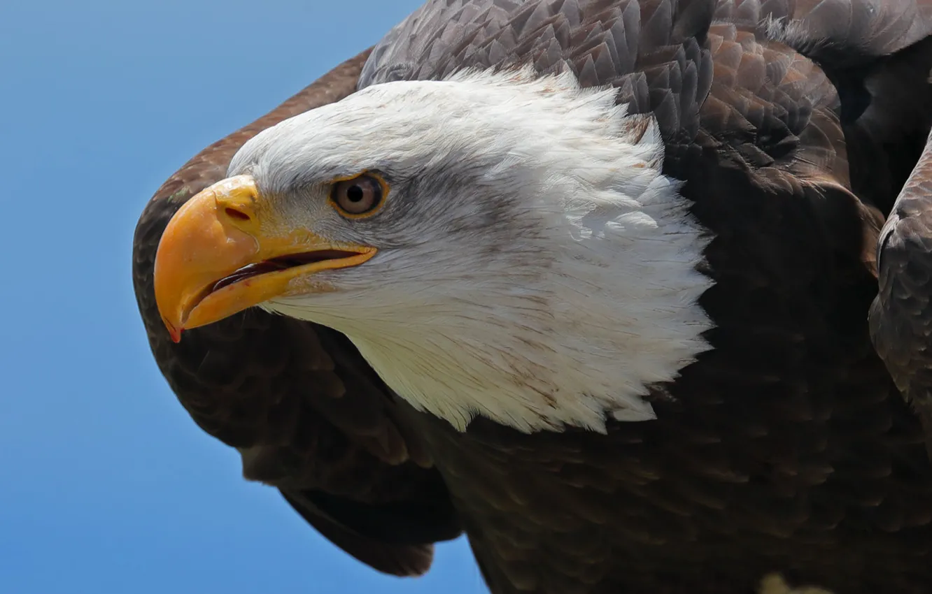 Photo wallpaper bird, predator, head, feathers, beak, Bald eagle
