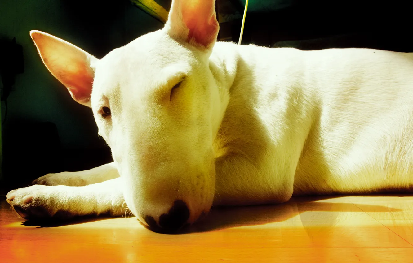 Photo wallpaper white, light, bull Terrier, Cox, warmed, primarily, kimara