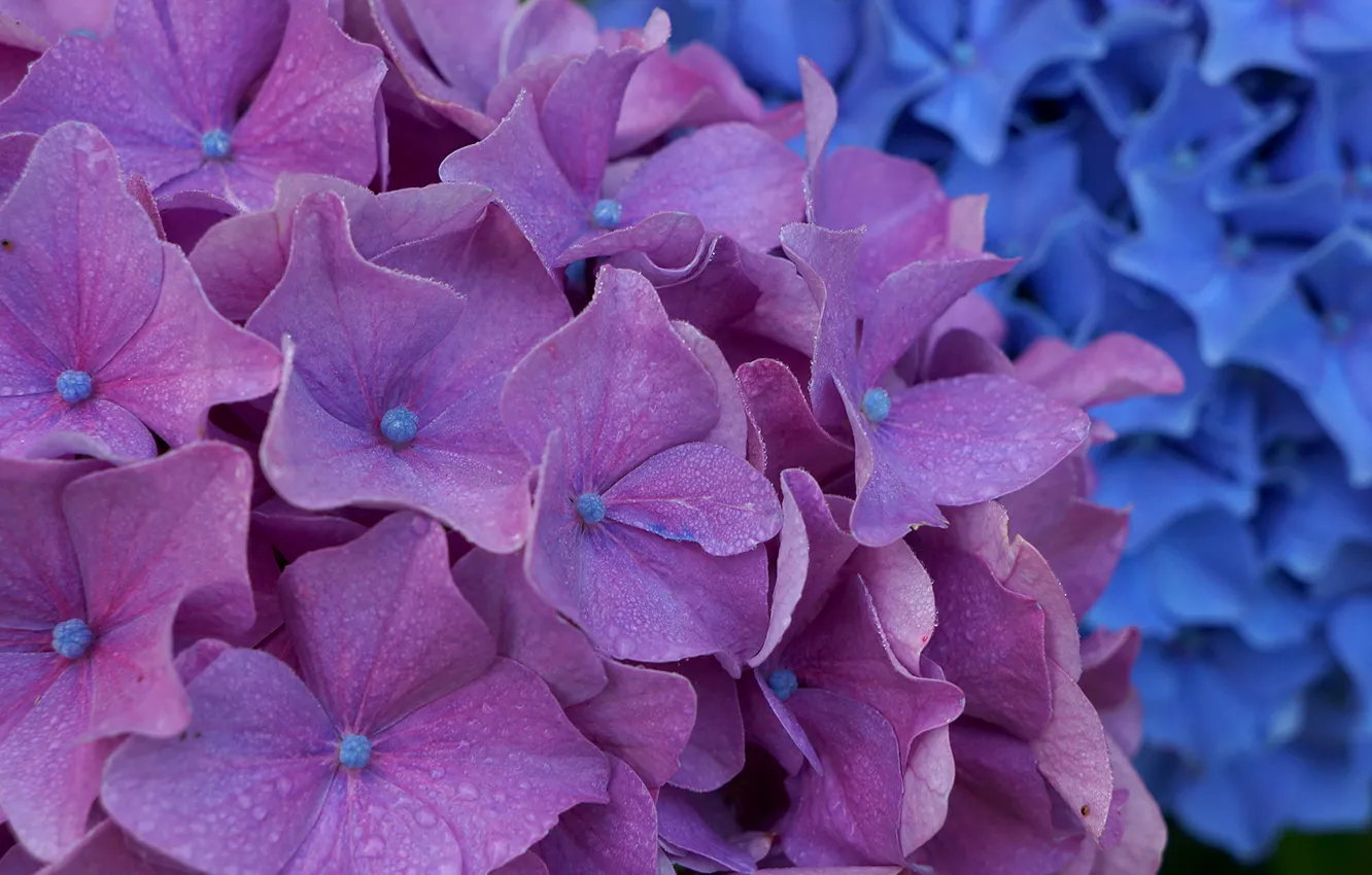 Photo wallpaper purple, flowers, hydrangea, inflorescence