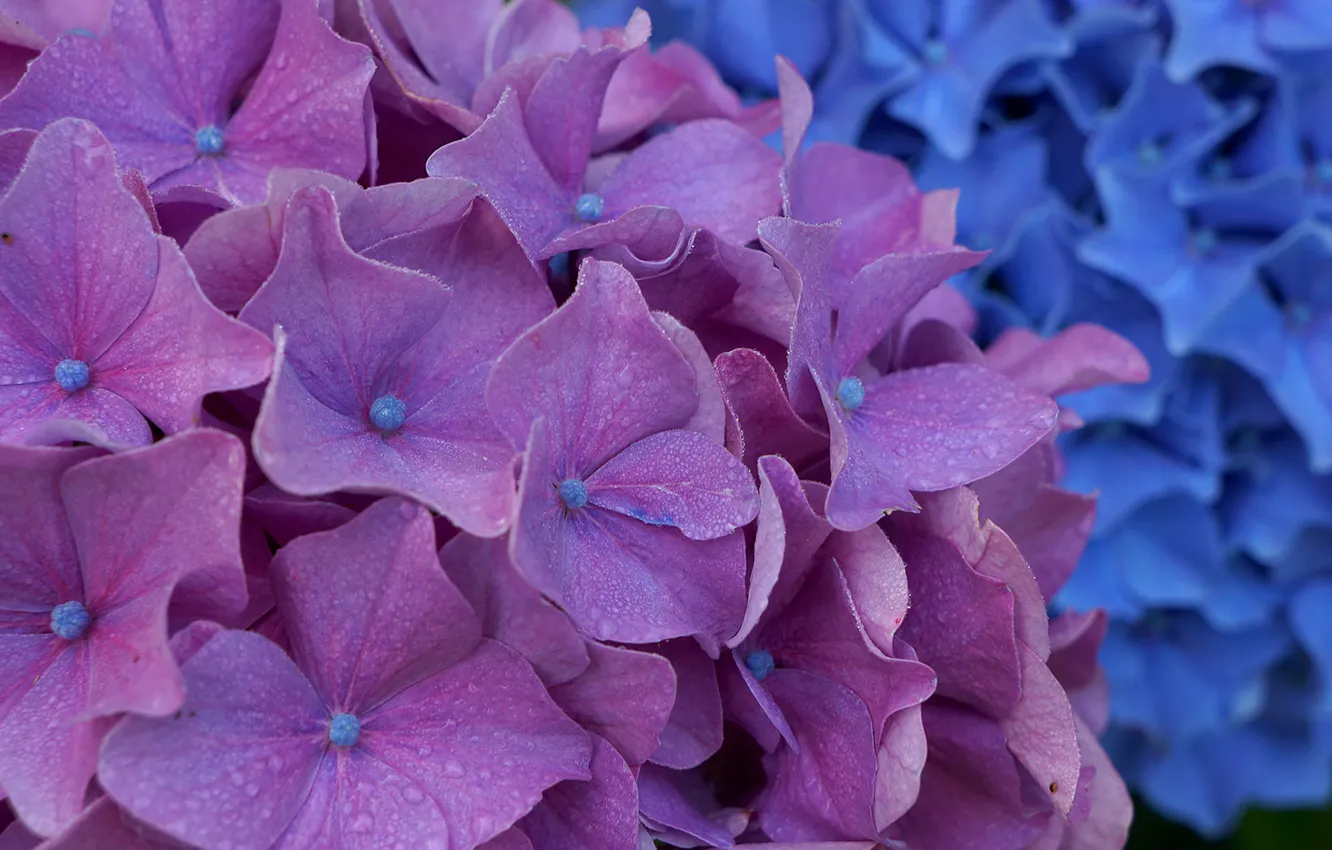 Photo wallpaper flowers, purple, hydrangea, inflorescence