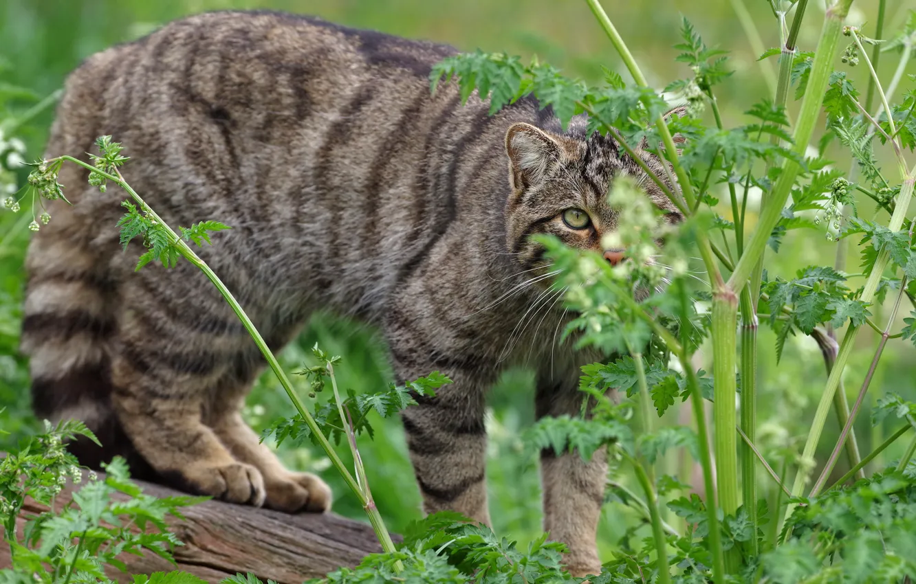 Photo wallpaper cat, cat, grey, thickets, log, striped, wild, forest
