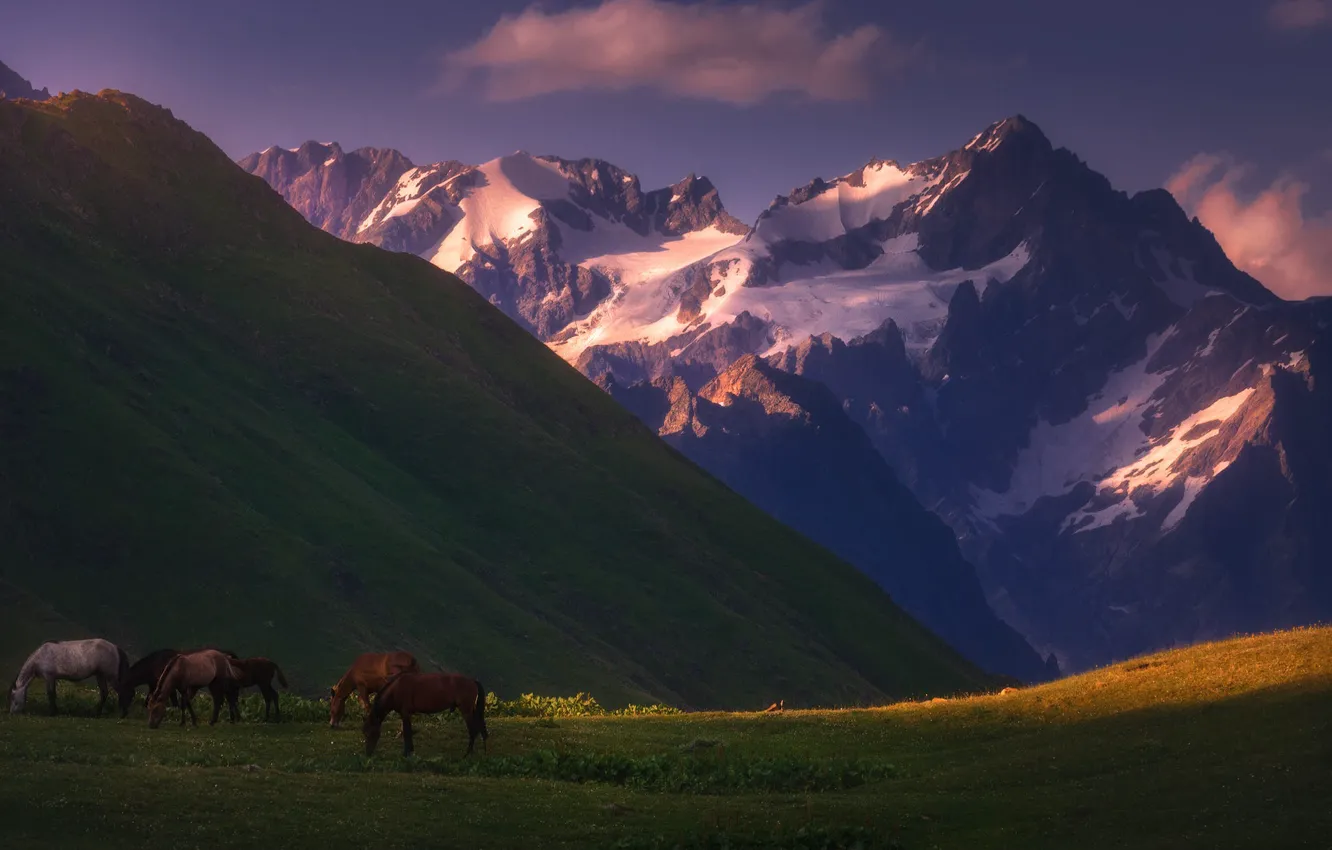 Photo wallpaper field, mountains, horse