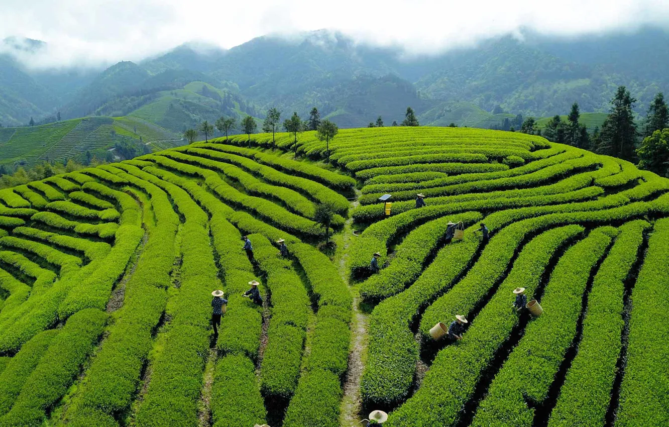 Photo wallpaper hills, China, tea plantation