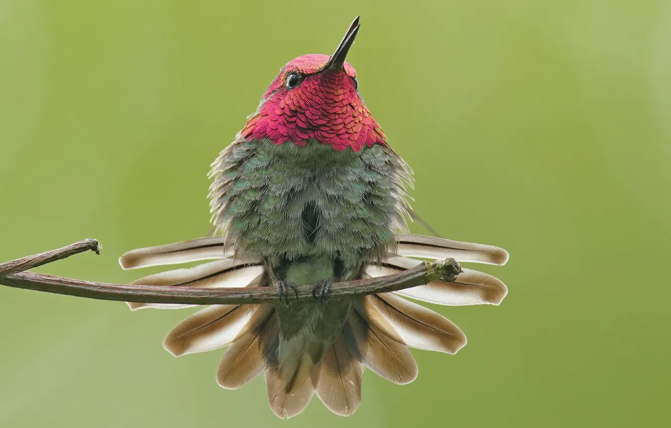 Photo wallpaper macro, background, Hummingbird