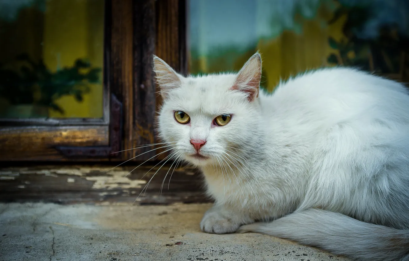 Photo wallpaper cat, white, cat, look, glass, face, reflection, street