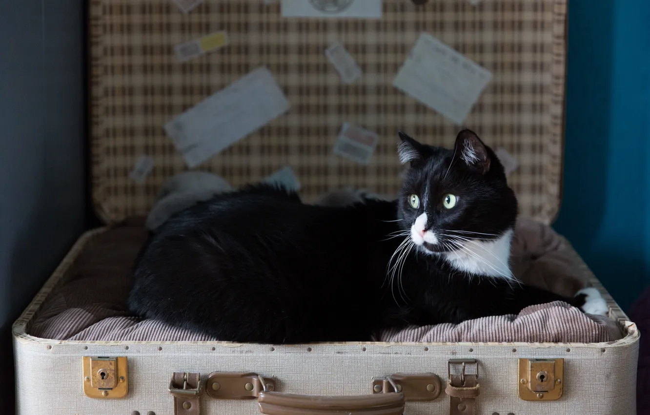Photo wallpaper cat, mustache, look, suitcase