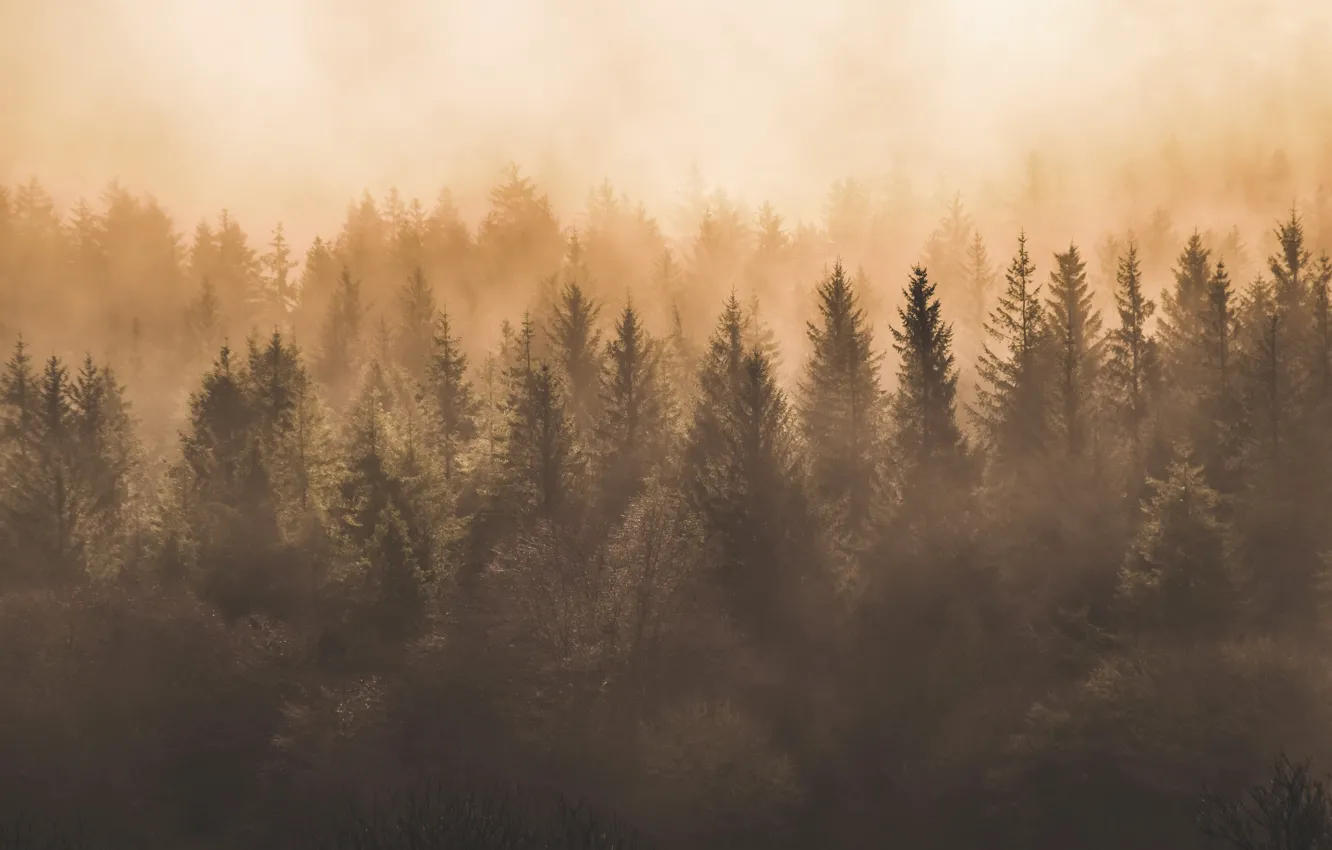 Photo wallpaper forest, nature, fog