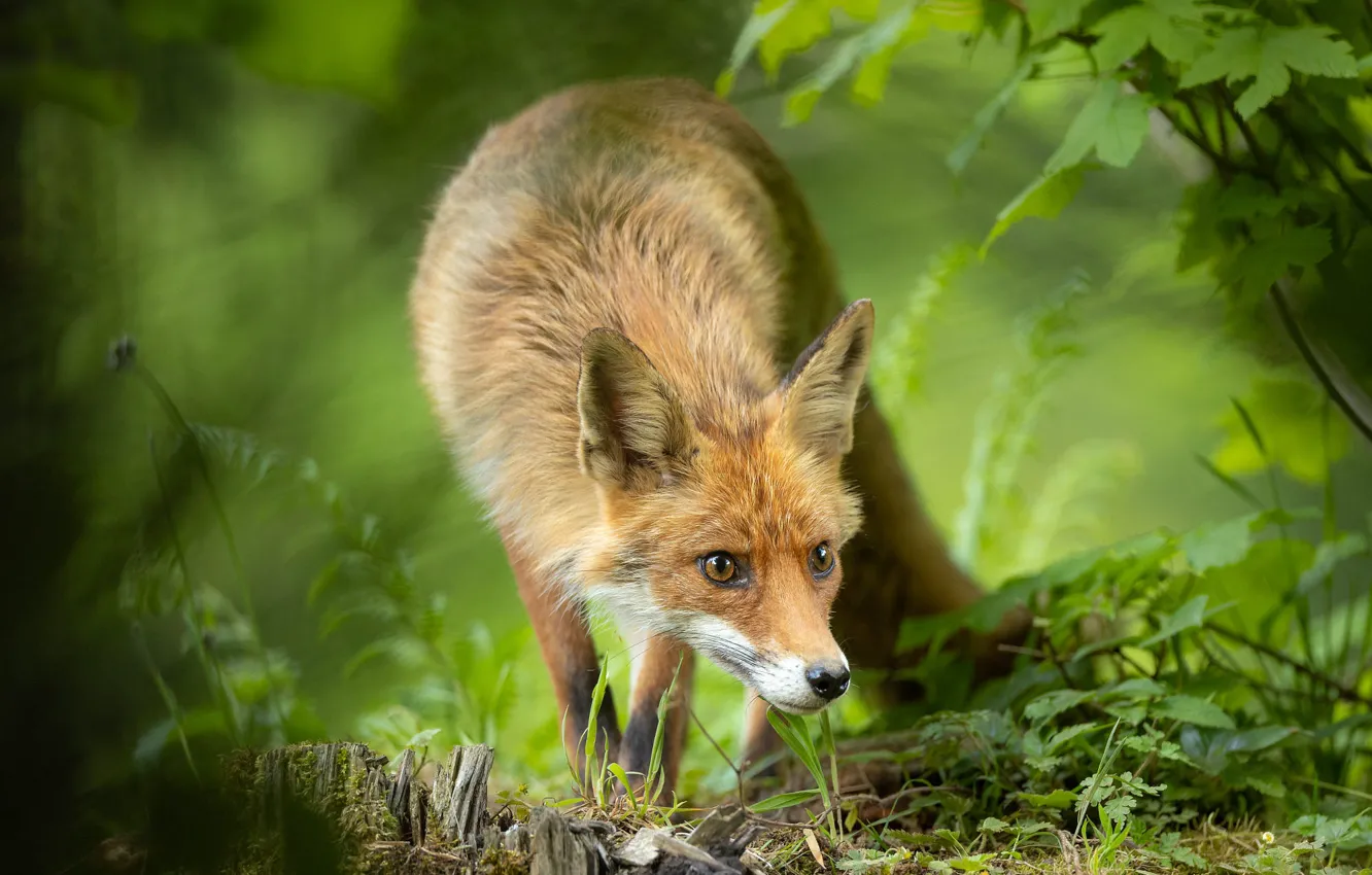 Photo wallpaper greens, grass, face, leaves, nature, pose, stump, Fox